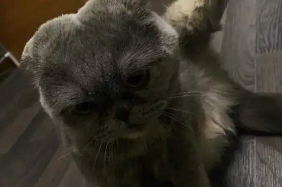 Найдена кошка на Сельской 2ш в Воронеже
