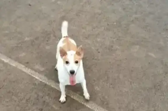 Пропала собака Буся на ул. Юлиуса Фучика, 58, Казань