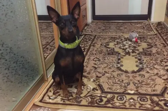 Собаки потеряшки, Москва, фото: Потеряшка собака на Рязанском проспекте, Москва