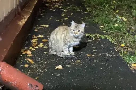 Найдена ласковая кошка на Криворожской, Москва