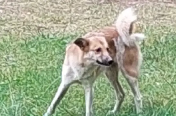 Найдена собака Рыжая с белым в Кимрах