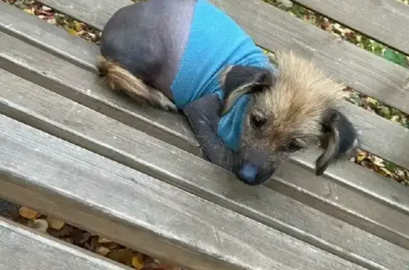 Собака найдена на ул. Кирова, 26 в Колпашево