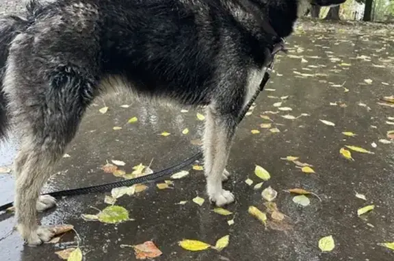 Найдена собака на улице Полбина, Москва