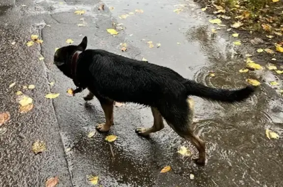 Найдена черная собака на Спортивной улице, 20