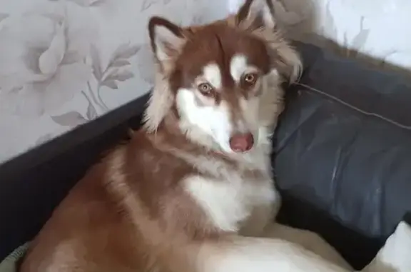 Собаки потеряшки, Нижний Новгород, фото: Потеряшка собака Хаски на ул. Богдановича, 6, Нижний Новгород