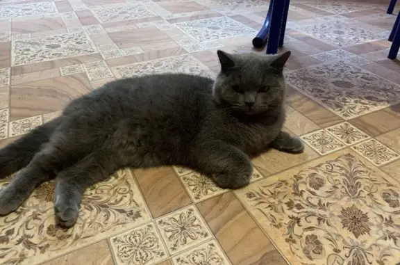 Пропала кошка Тоша на ул. Тургенева, 56А, Абинск