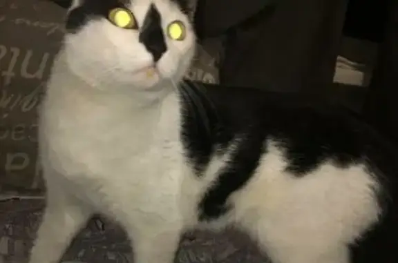 Кошка найдена на 9 Мая, 42А в Красноярске