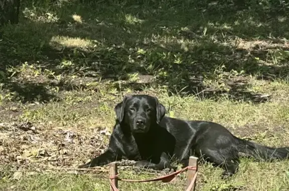 Пропала собака Диор в Самаре 🐶❗