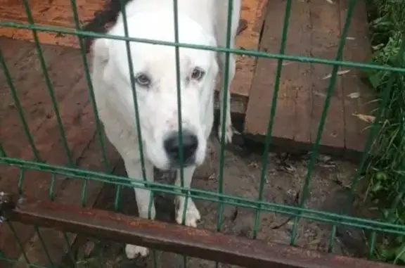 Пропала собака алабай в Верхней Зароще (Орловская область)