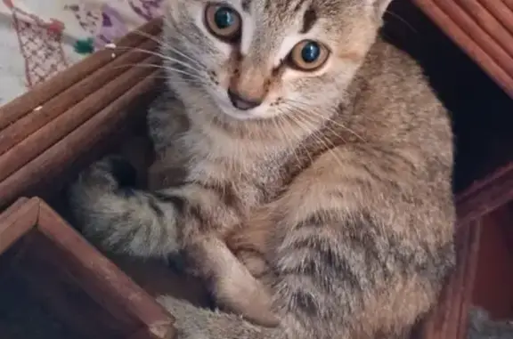 Найдены полосатые котята в Томске, ищут новый дом