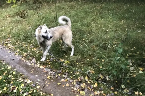 Найдена собака в Воейково, Лен. обл. на экотропе