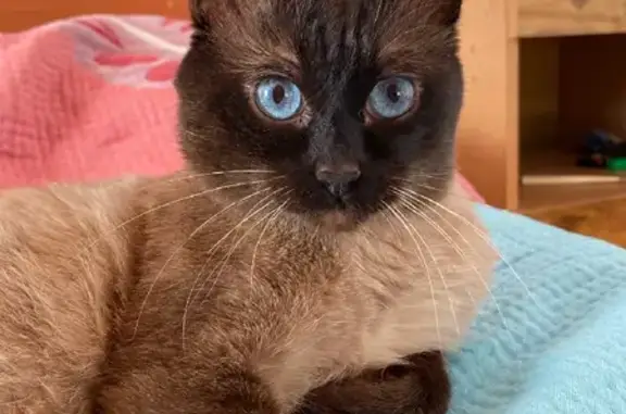 Пропала тайская кошка на Бекетовской.