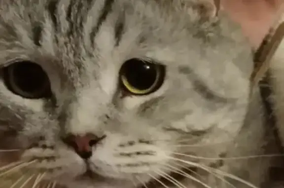 Кошки потеряшки, Казань, фото: Потеряшка серый кот на ул. Шоссейная, 1, Кировский район