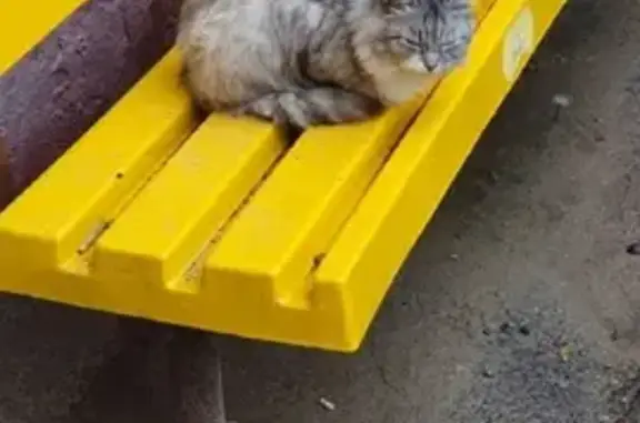 Найдена кошка на Пушкинской, Тула