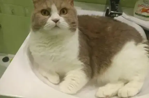 Потерянные животные Тамбов, фото: Пропал кот на Советской, 161 (Тамбов)