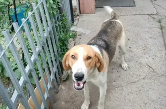 Пропала собака Марта на Солнечной ул. в Осиновке