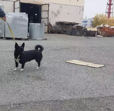 Найдена любимая собака на Реактивной улице