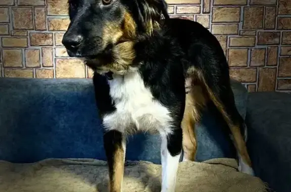 Собаки потеряшки, Москва, фото: Потеряшка пугливая собака в Измайлово, 15-я Парковая