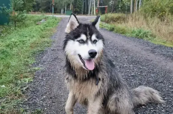 Собака хаски найдена возле СНТ Путилово, Курково