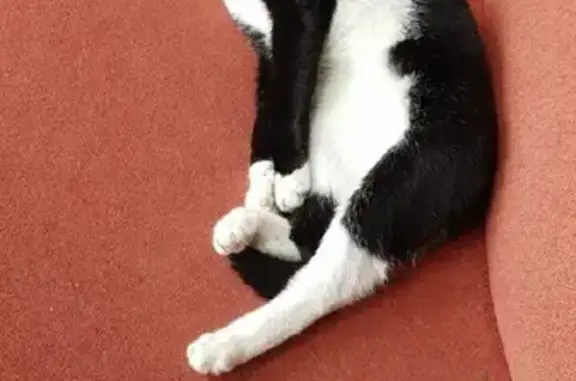 Кошки потеряшки, Новосибирск, фото: Потеряшка кошка Буся на улице Тюленина, Новосибирск