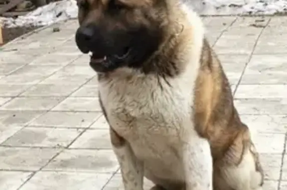 Пропала собака на улице Чулкова, 18 в Тобольске.