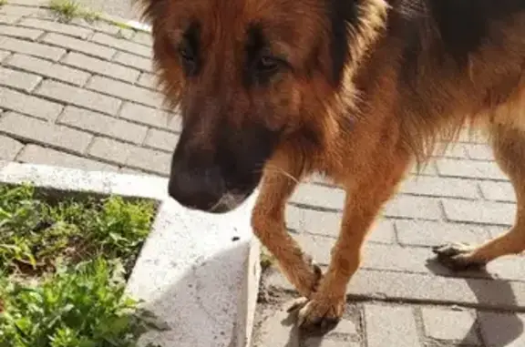 Найдена ласковая собака на Центральной улице, Малое Васильково