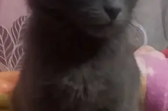 Найденные животные Заволжье, фото: Найден котенок в Заволжье, ищет дом