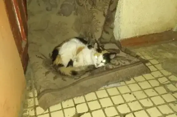 Найдена кошка на ул. Гагарина, Псков