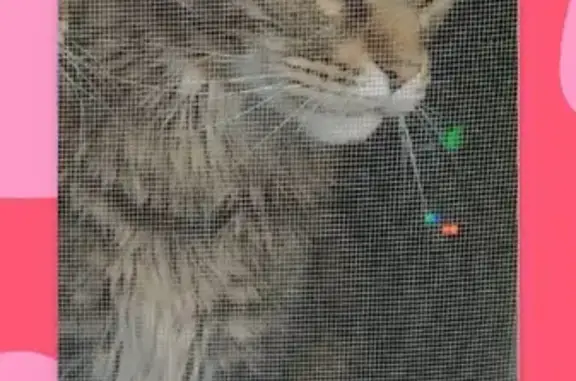 Кошки потеряшки, Ижевск, фото: Потеряшка кошка Майкун в Ижевске, ул. Жечева, 2.