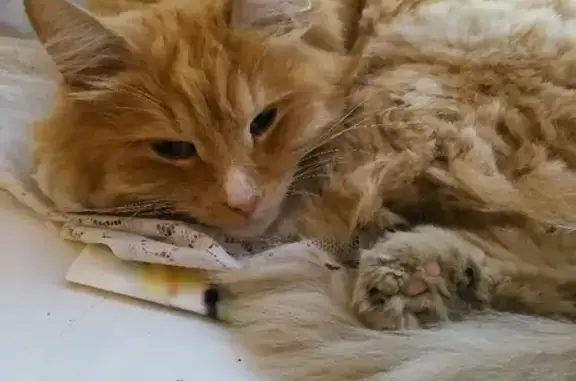 Рыжий кот с пятном на носу найден на Минской улице