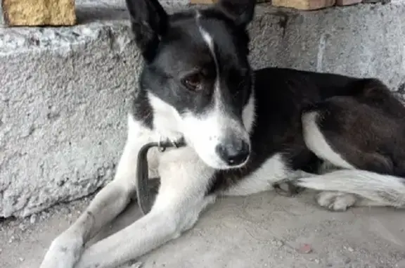 Пропала собака Дуся в Коле, Мурманская область