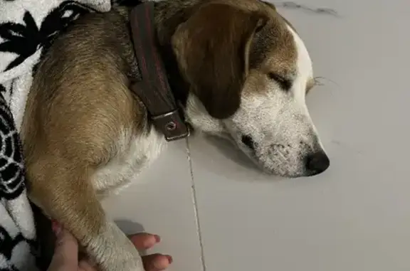 Собака найдена на Агрономической улице, Краснодар