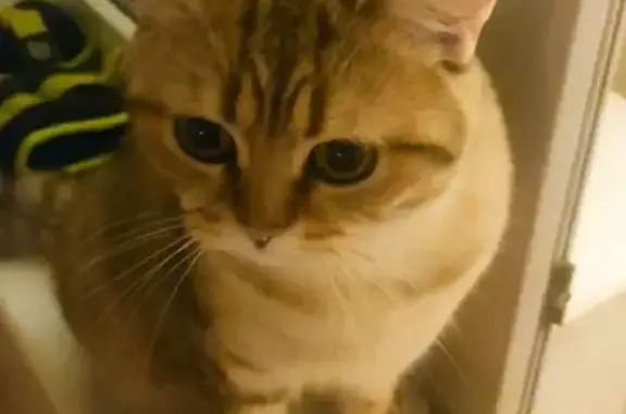 Кошки потеряшки, Москва, фото: Потеряшка кот на Озёрной, Москва (окрас шиншила в рыжину с тигровыми пятнами)