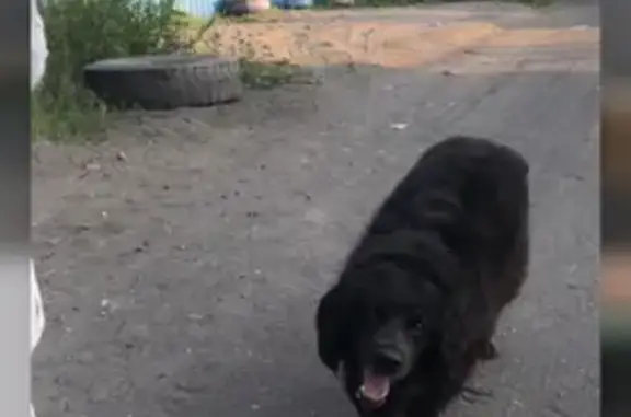 Пропала собака на Магистральной ул. - русский спаниель, чёрный, 7 лет, откликается на «Мила»