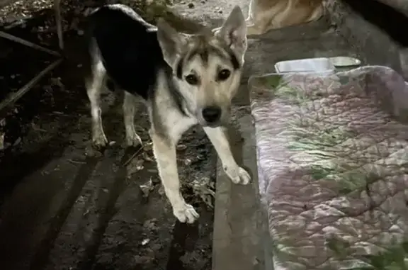 Найден щенок на пр. Ленина 6 в Комсомольске-на-Амуре