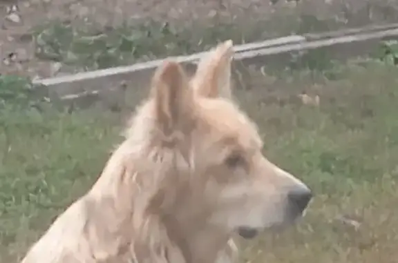 Стерилизованный чипированный мальчик-собака найден в Поселении, Республика Бурятия