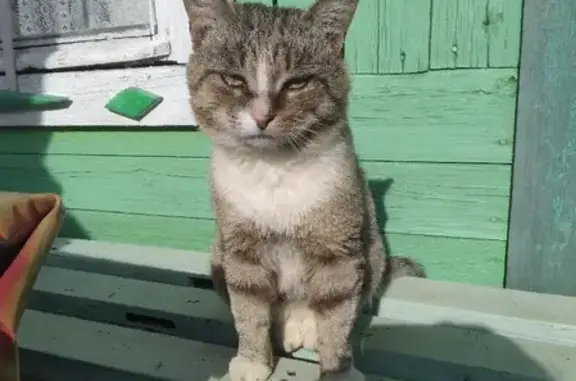 Найдена ласковая кошка на Солнечном проезде, Киров