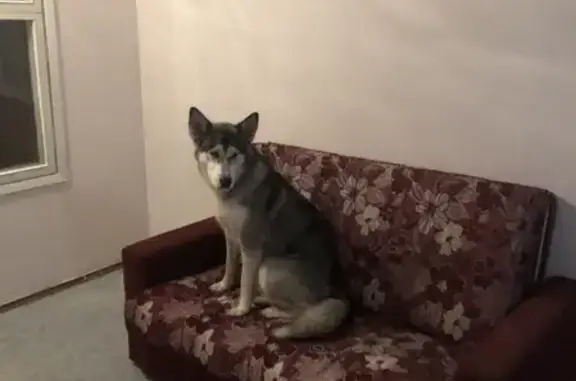 Найдена собака, Москва, фото: Найдена собака в Жилом поселке №3, похожа на хаски или лайку, карие глаза