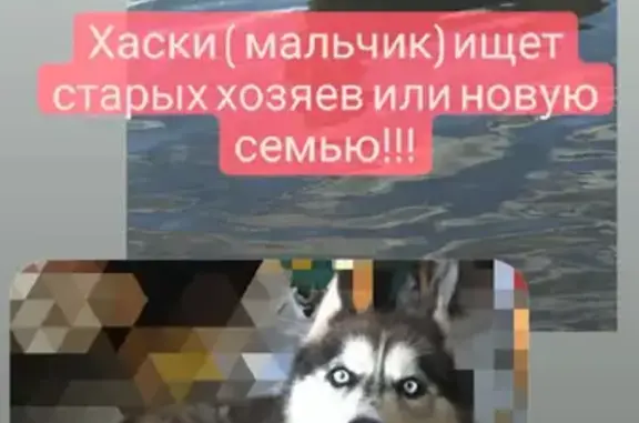 Найден хаски на остановке ветеринарной академии в Казани