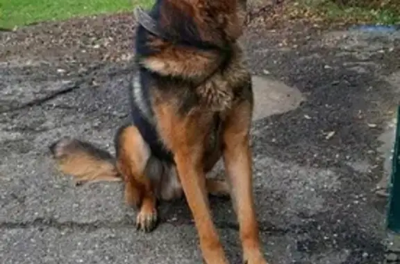 Собака найдена на улице Соболева Гора, Оренбург