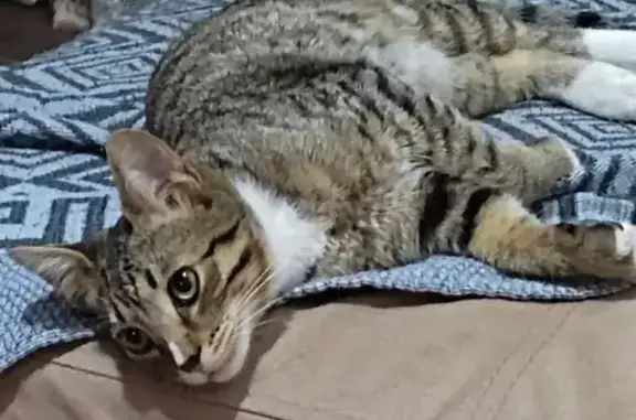 Найдена кошка на Суркова 13, ищем хозяина