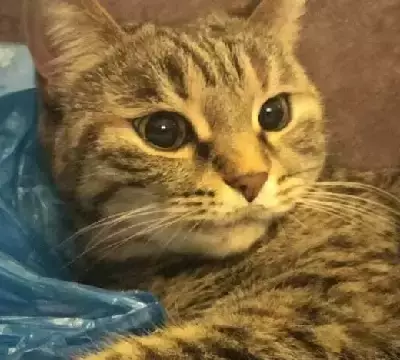 Найдена кошка на Киевской, 9, Томск