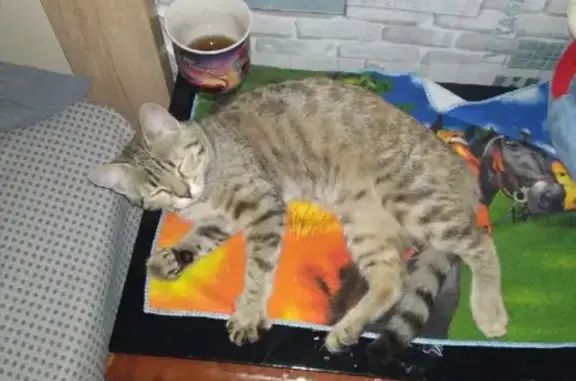 Пропала бенгальская кошка Буся, Набережная улица 2Б
