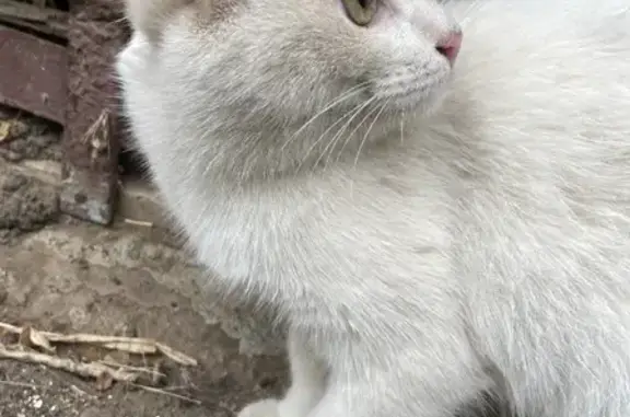 Найдена кошка на Знаменском проезде, Оренбург