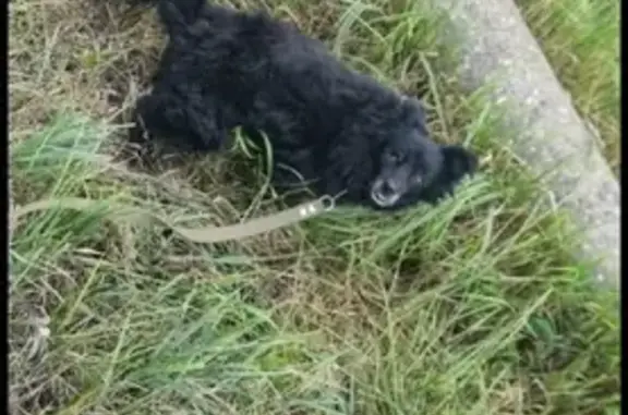 Собаки потеряшки, Нижний Новгород, фото: Потеряшка собака с Майской улицы, Нижний Новгород: черная, маленькая, поврежден глаз.