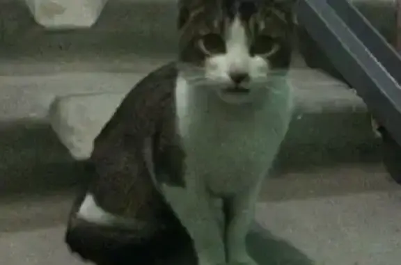 Объявления о пропавших и найденных животных, Москва, фото: Найден кот на ул. Святоозёрской, Москва