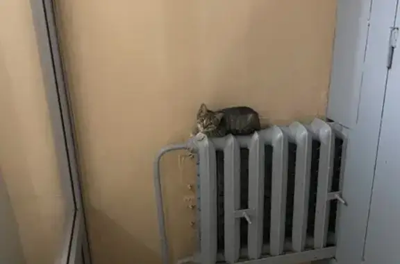 Найден полосатый котенок на ул. Типанова