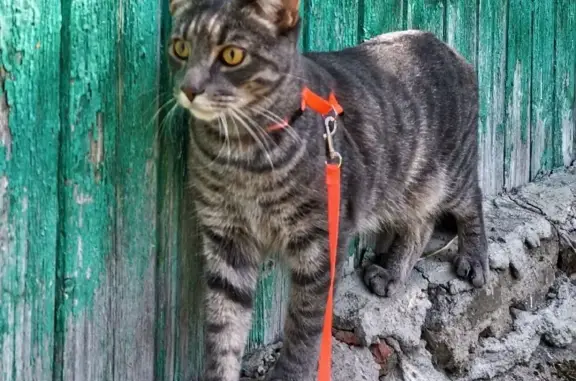 Кошки потеряшки, Медвежьегорский район, фото: Потеряшка кошка Серый на Магистральной улице