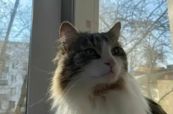 Кошки потеряшки, Москва, фото: Потеряшка кошка Барсик на ул. Гарибальди, 23 к1, Москва