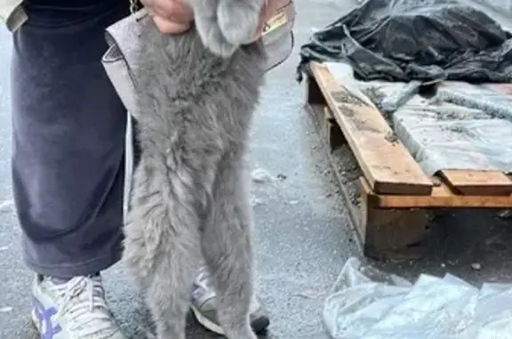 Найден вислоухий котик на Новокосинской, 38 к2